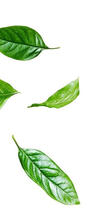 Leaves Background 360° Miracle