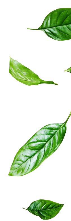 Leaves Background 360° Miracle