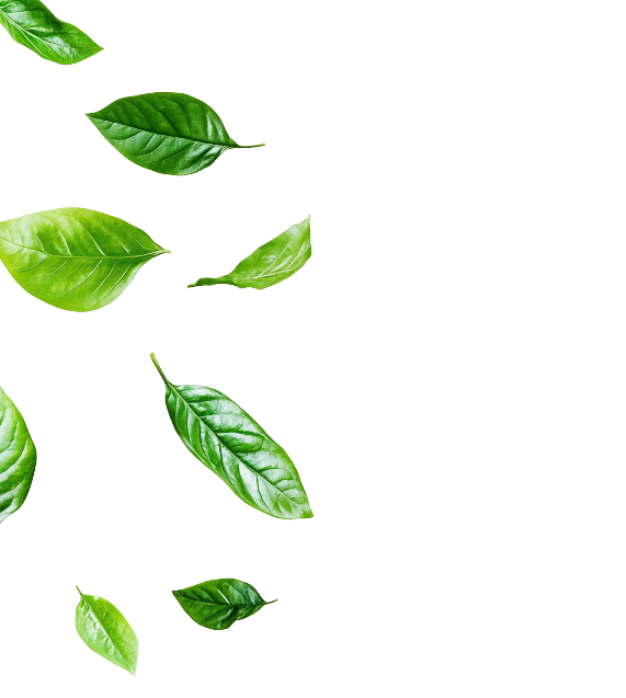 Leaves Background 360° Miracle