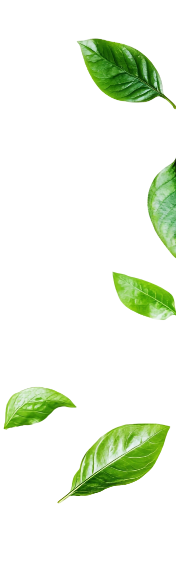 Leaves Background 360° Miracle