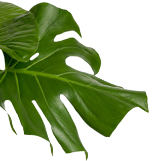 Leaves Background 360° Miracle
