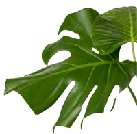 Leaves Background 360° Miracle